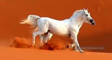Cheval œuvres - chevaux blancs dans le désert